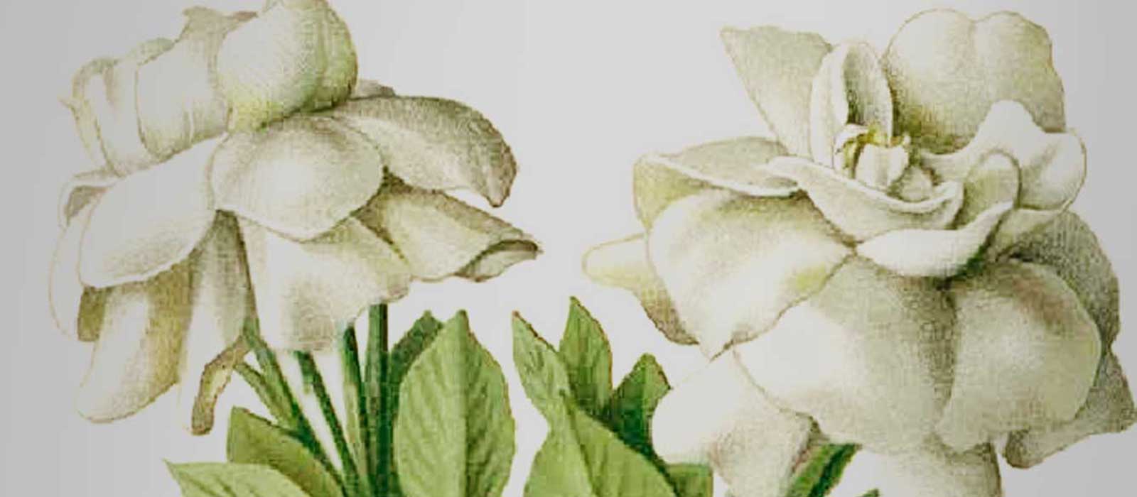 Genealogy of Scent: Creamy Florals