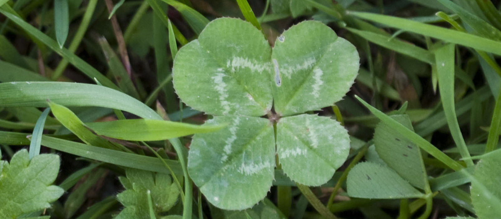 Olfactory Good Luck Charms