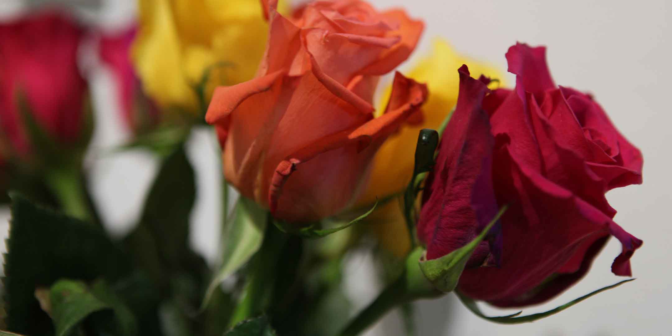 Rose Perfume Accords