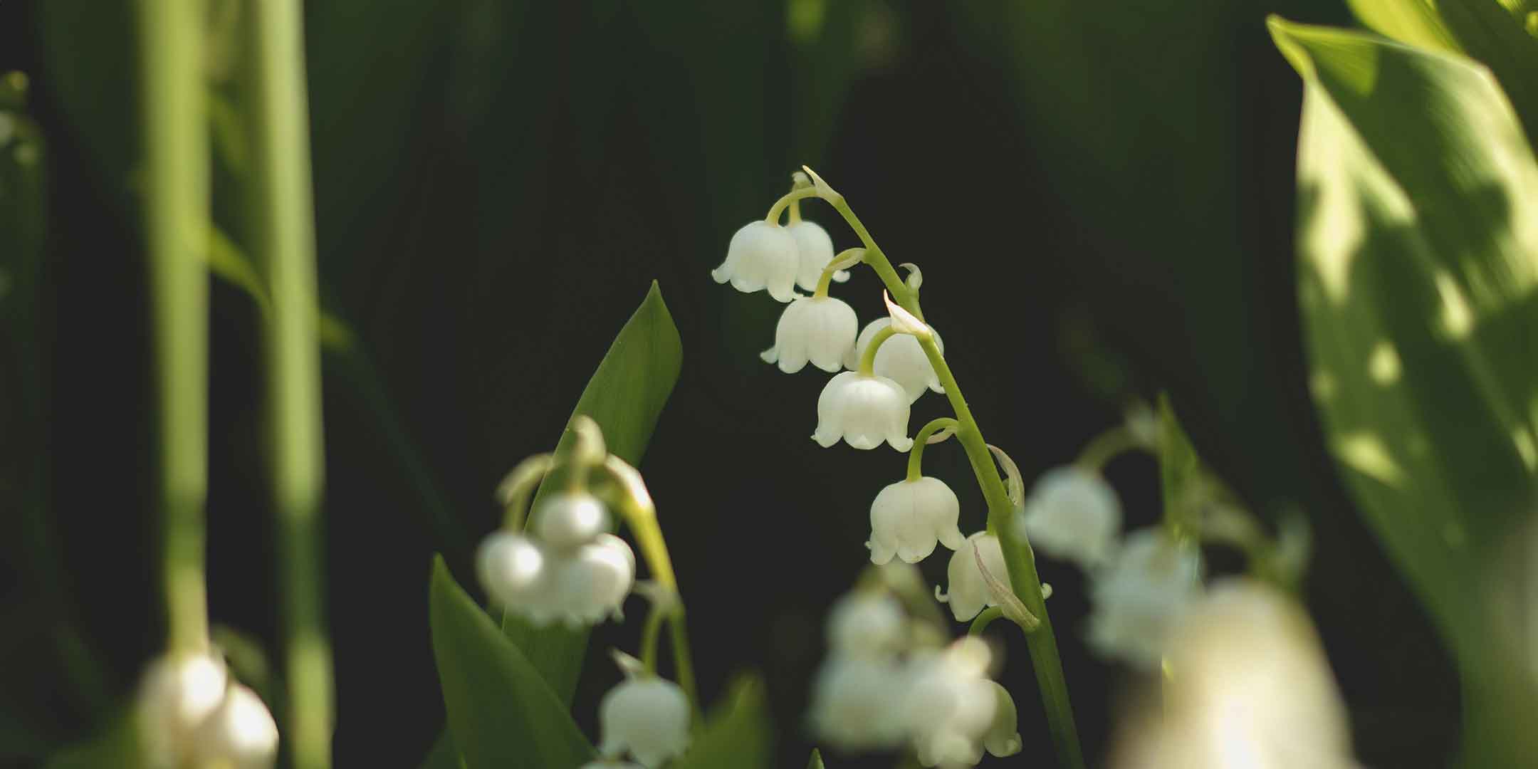 Lily of the Valley Accords