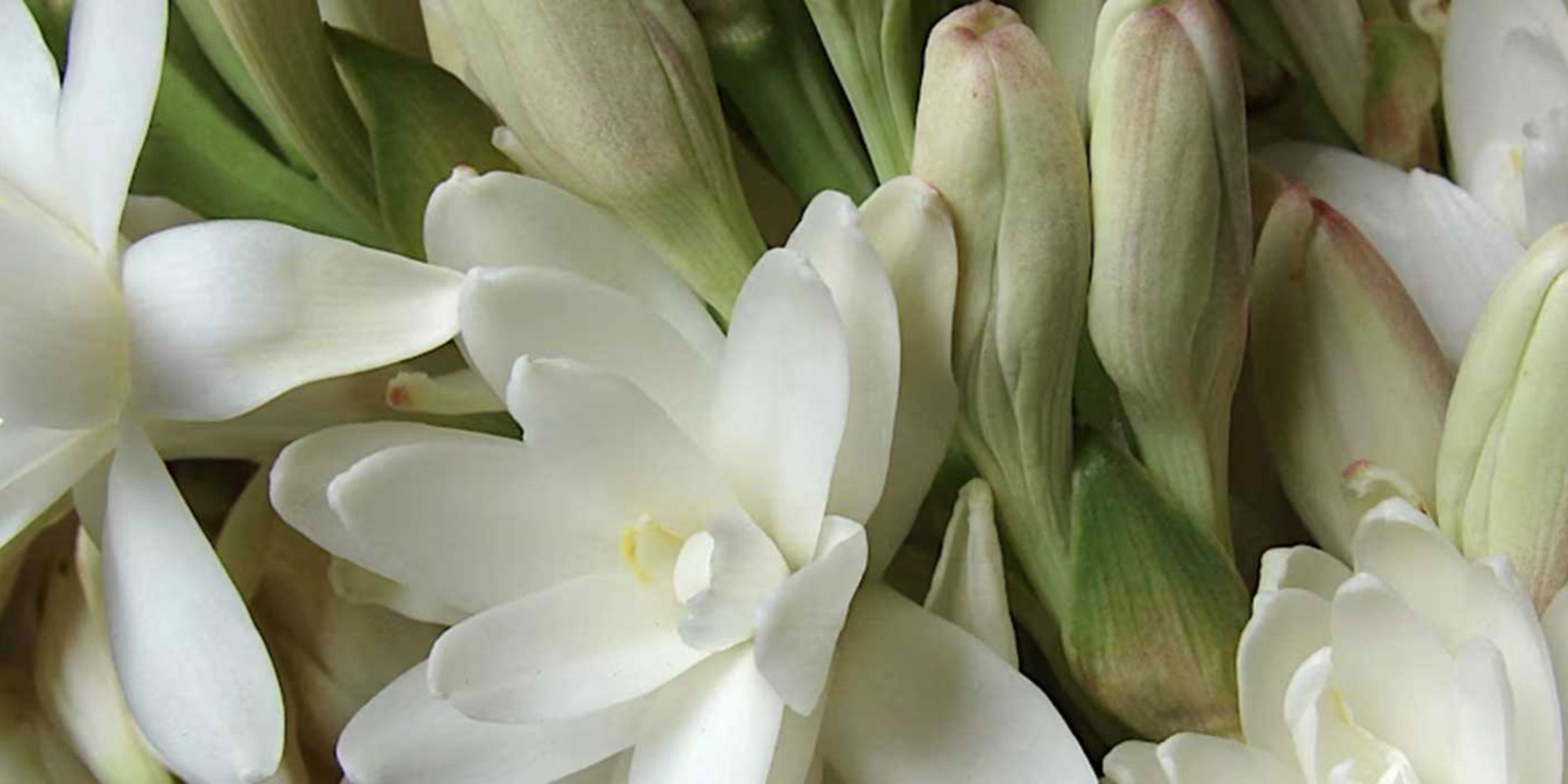 Tuberose Accords