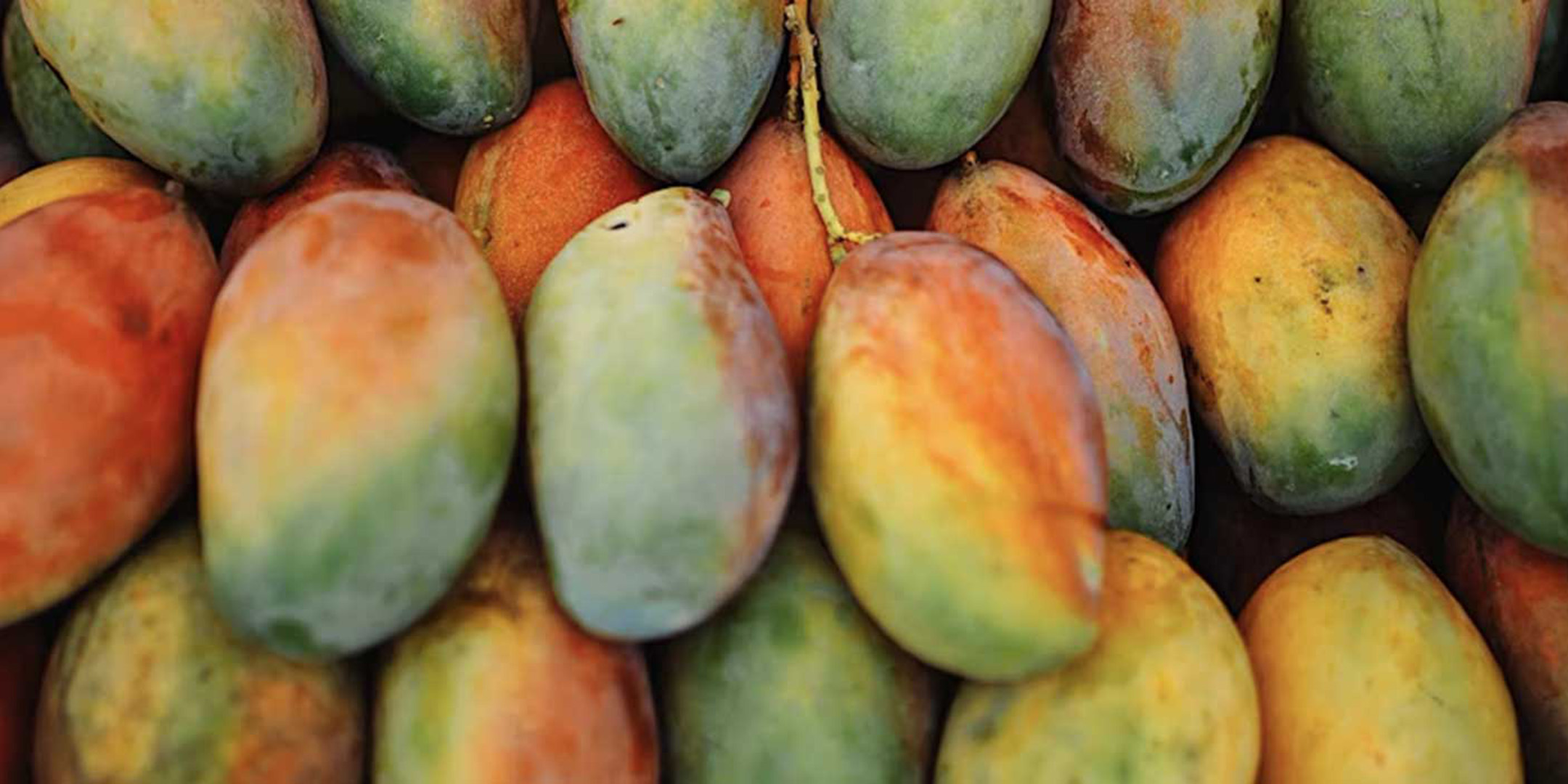 Mango: Perfume Accords 