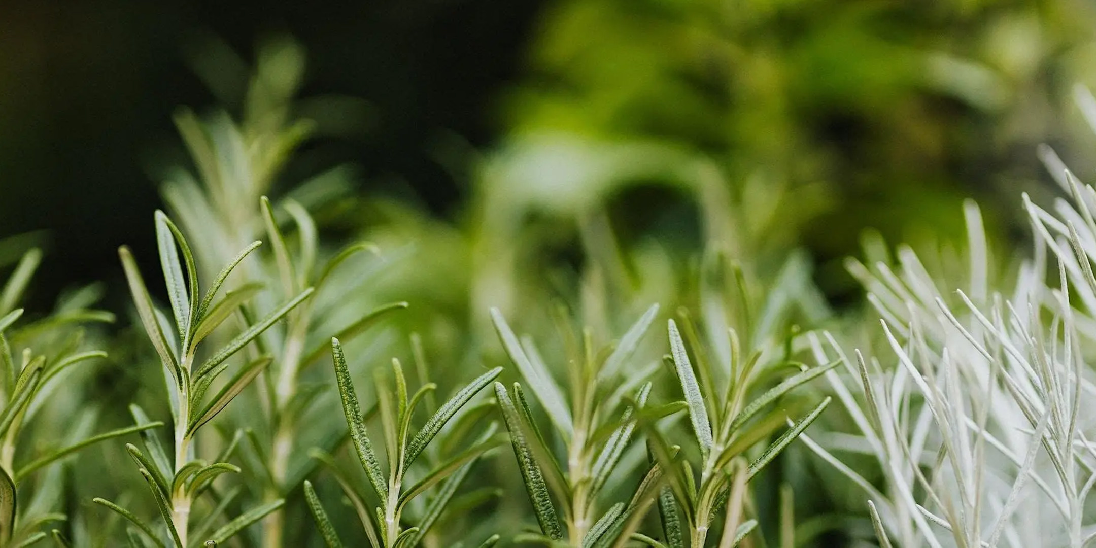 Herbal Smells: Perfume-Making Workshop (in person)