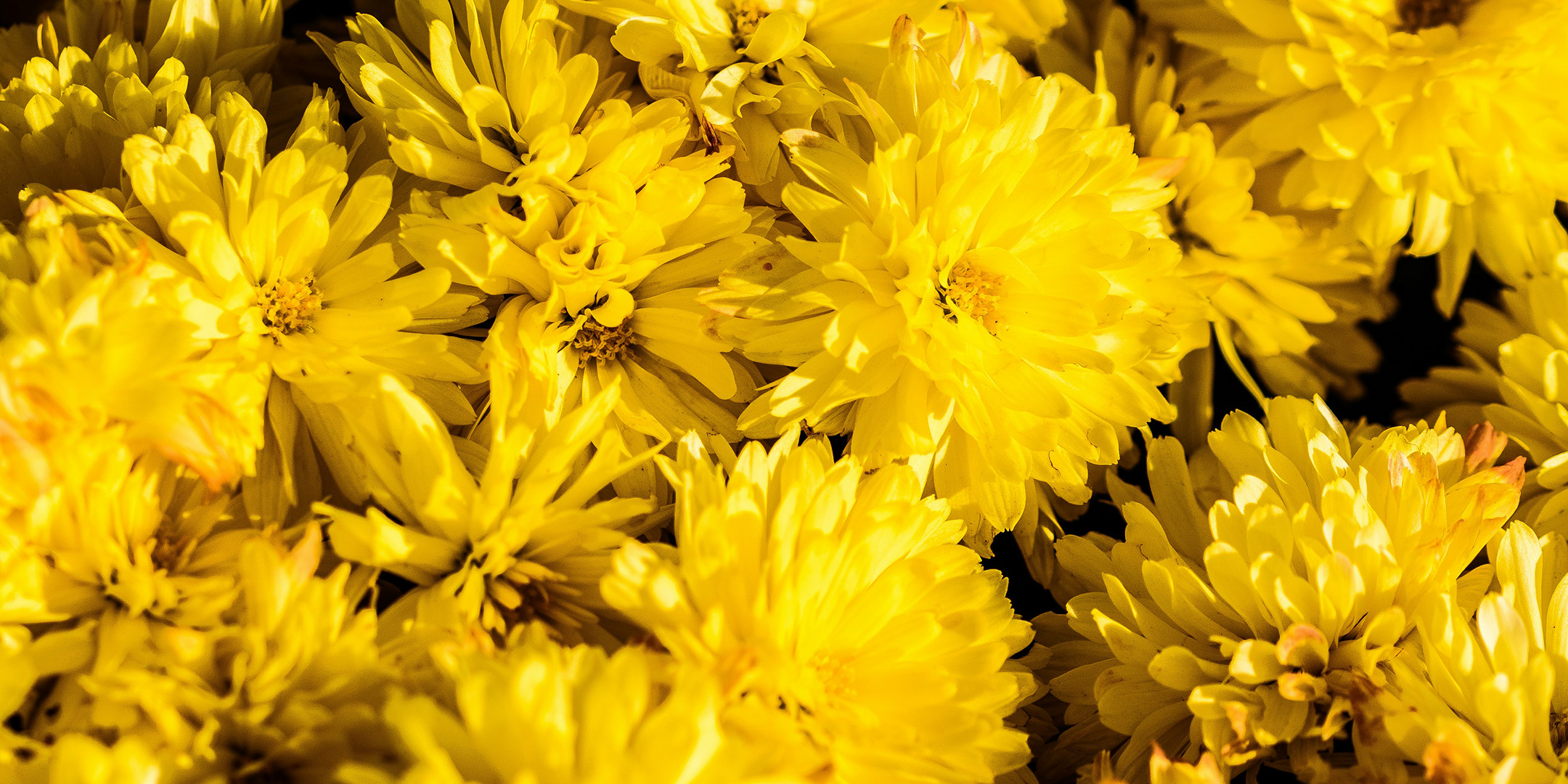 Shades of Yellow