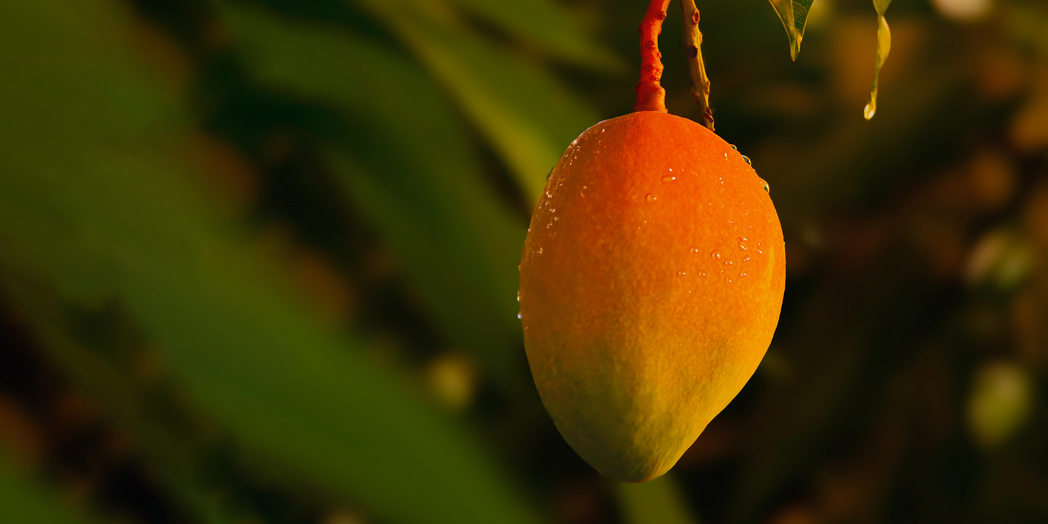 Tracing Perfume: Fruits